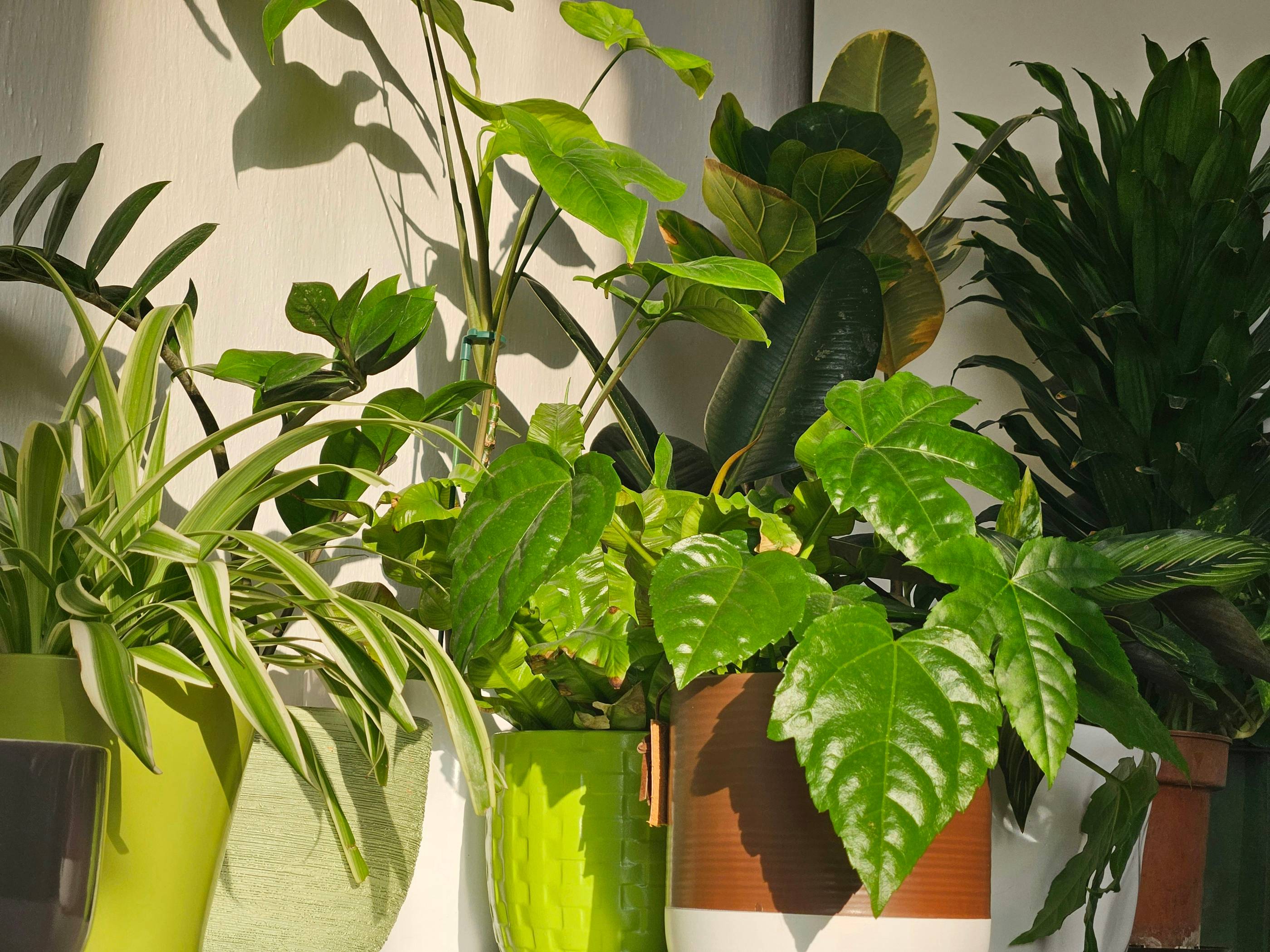 A collection of lush, green houseplants.