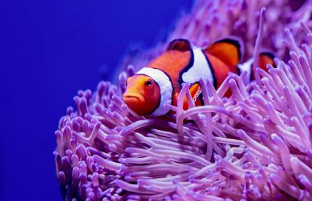 6 Things You Need to Know About Clownfish