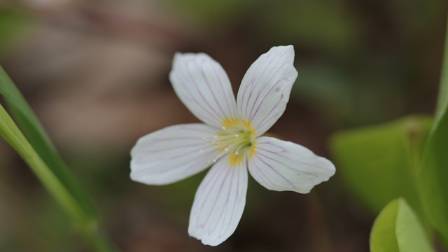 Complete Guide to Cultivating Ornamental False Shamrock Plants
