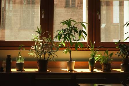 Air-Purifying Plants for Your Home