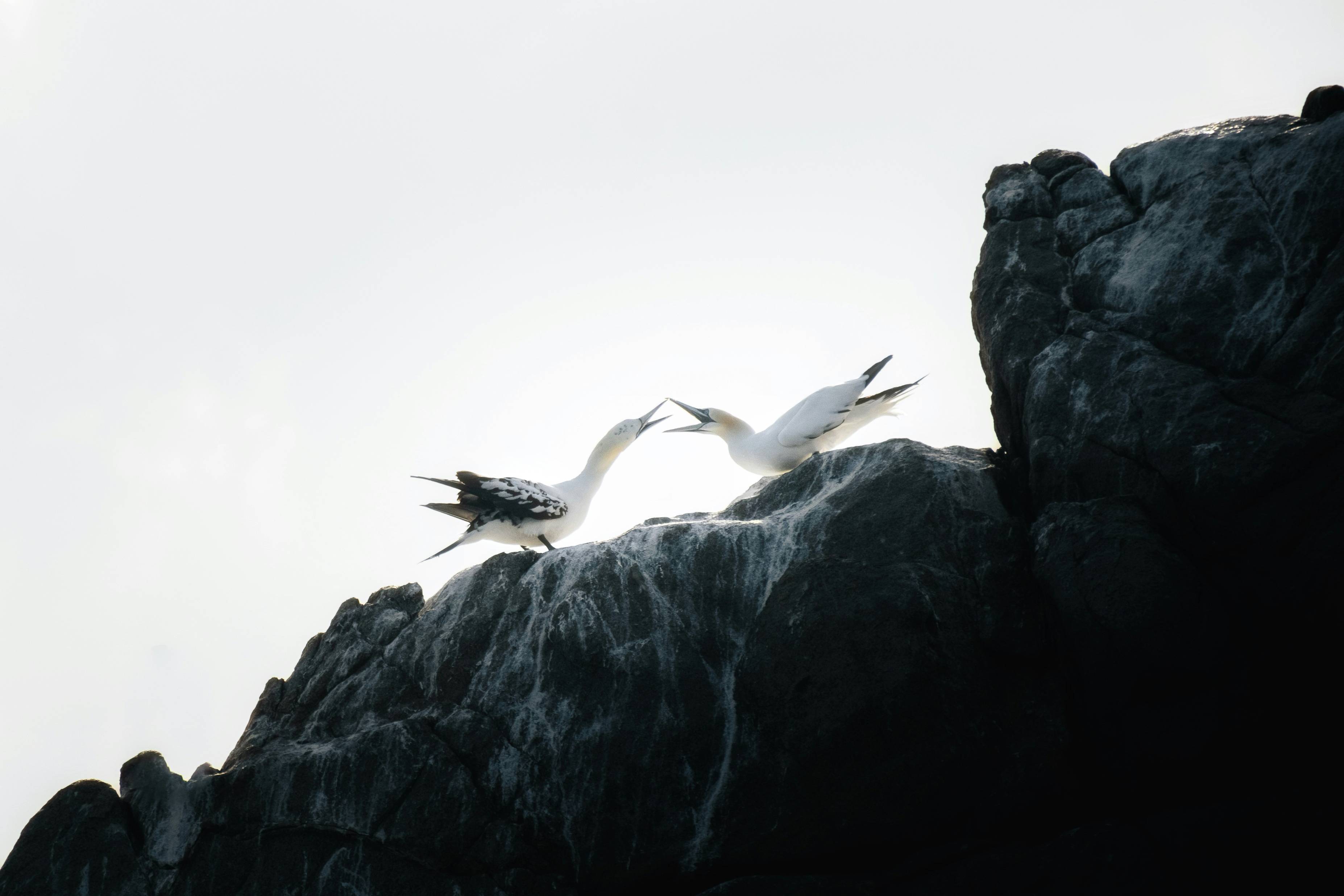 A flock of birds flying over a rocky cliff
