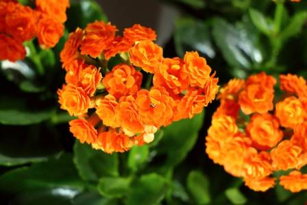 How to grow kalanchoe or flaming Katy in your home