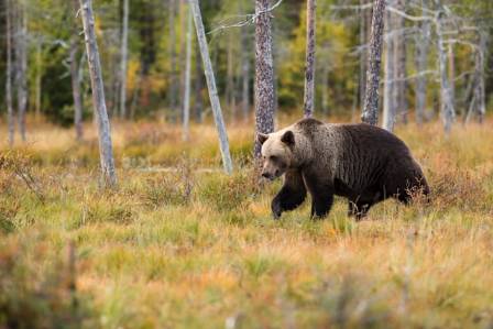 The Eight Bear Species of the World