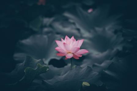 Top 10 Lotus Flowers - Most Beautiful Varieties Of Lotus Flowers