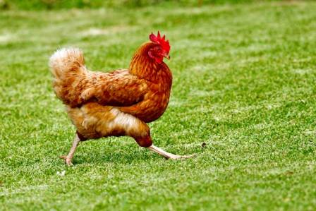 Fun Facts About Chickens