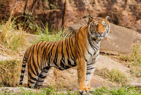Dimming Stars: The Plight of 10 Renowned Endangered Species