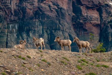 Ten Fascinating Attributes of Bighorn Sheep