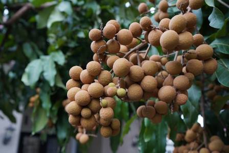 लोंगन: दक्षिणपूर्व एशिया का अनोखा "ड्रैगन आई"