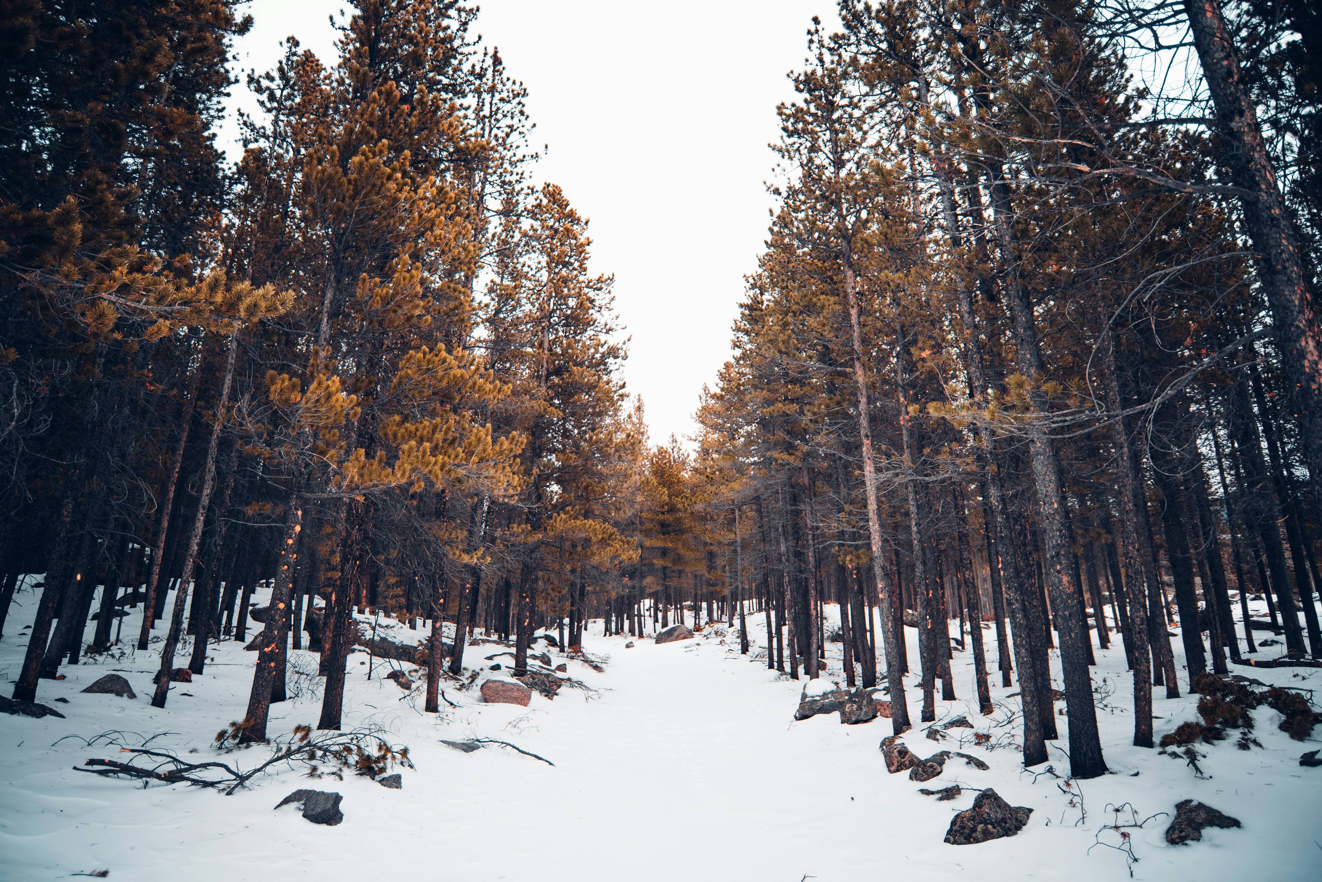 snow and tree covered field during day