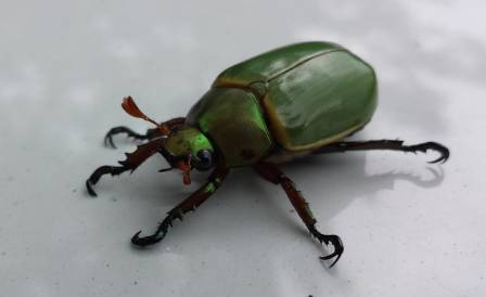 An Overview of Beetles: Nature’s Diverse Insects