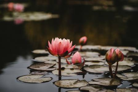 Growing and Caring for Water Lilies Indoors