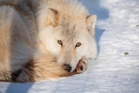 Arctic Wolves: Survivors of the Frozen North