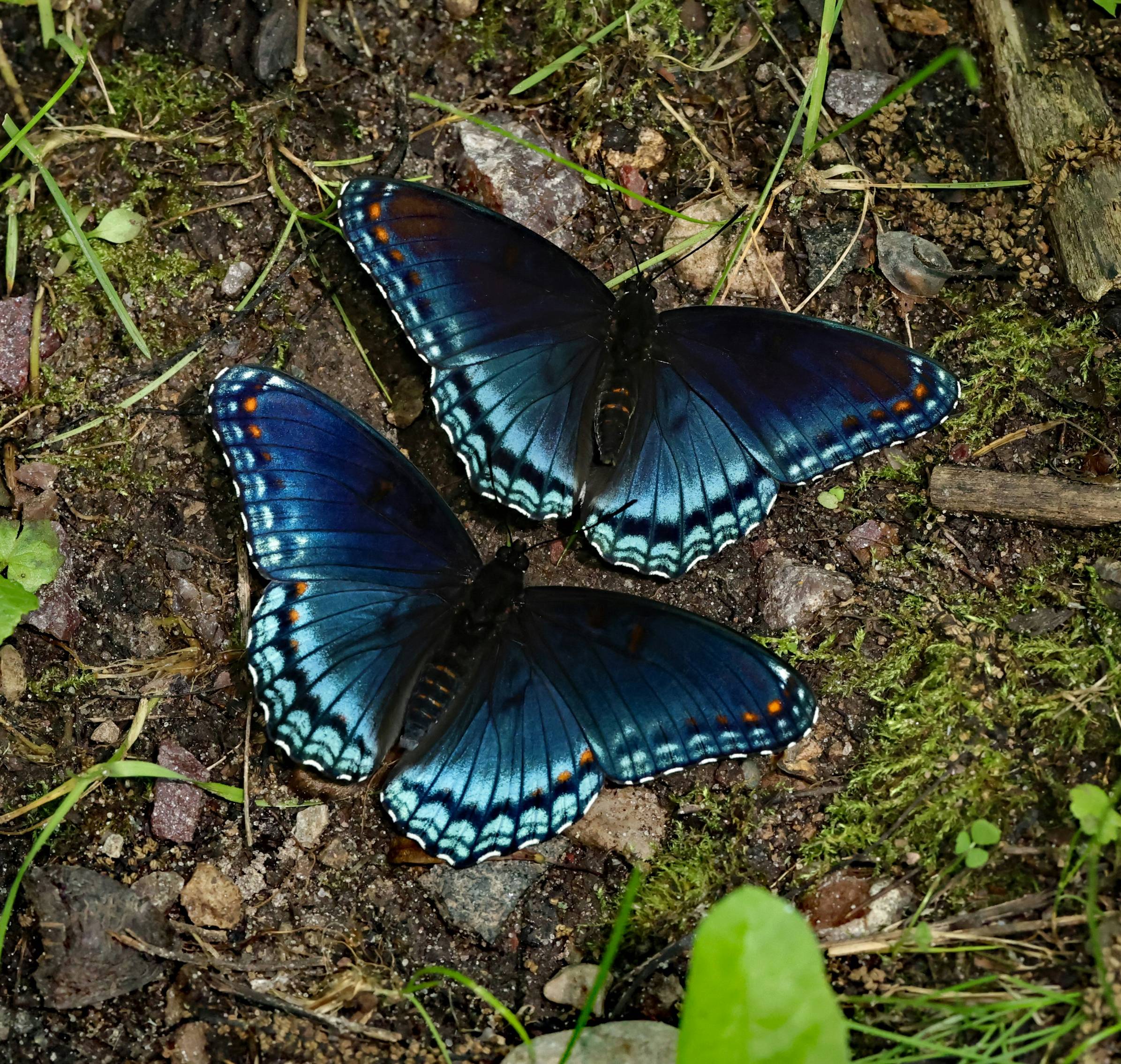Two blue butterflies are sitting on the ground