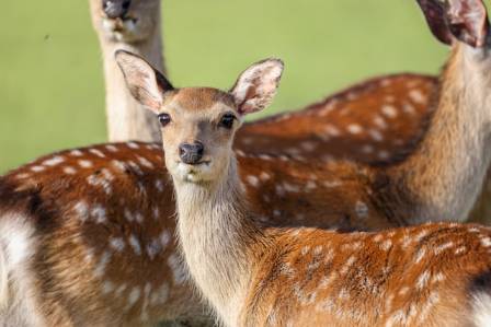 Incredible Hidden Truths and Amazing Secrets About the Elegant Sika Deer