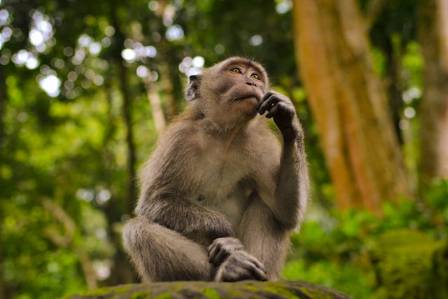 Fascinating Facts About Monkeys