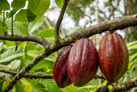 Things you may not know about cocoa