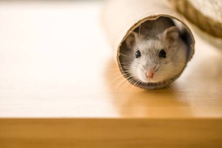 Hamsters: From the Wild to Your Bedroom