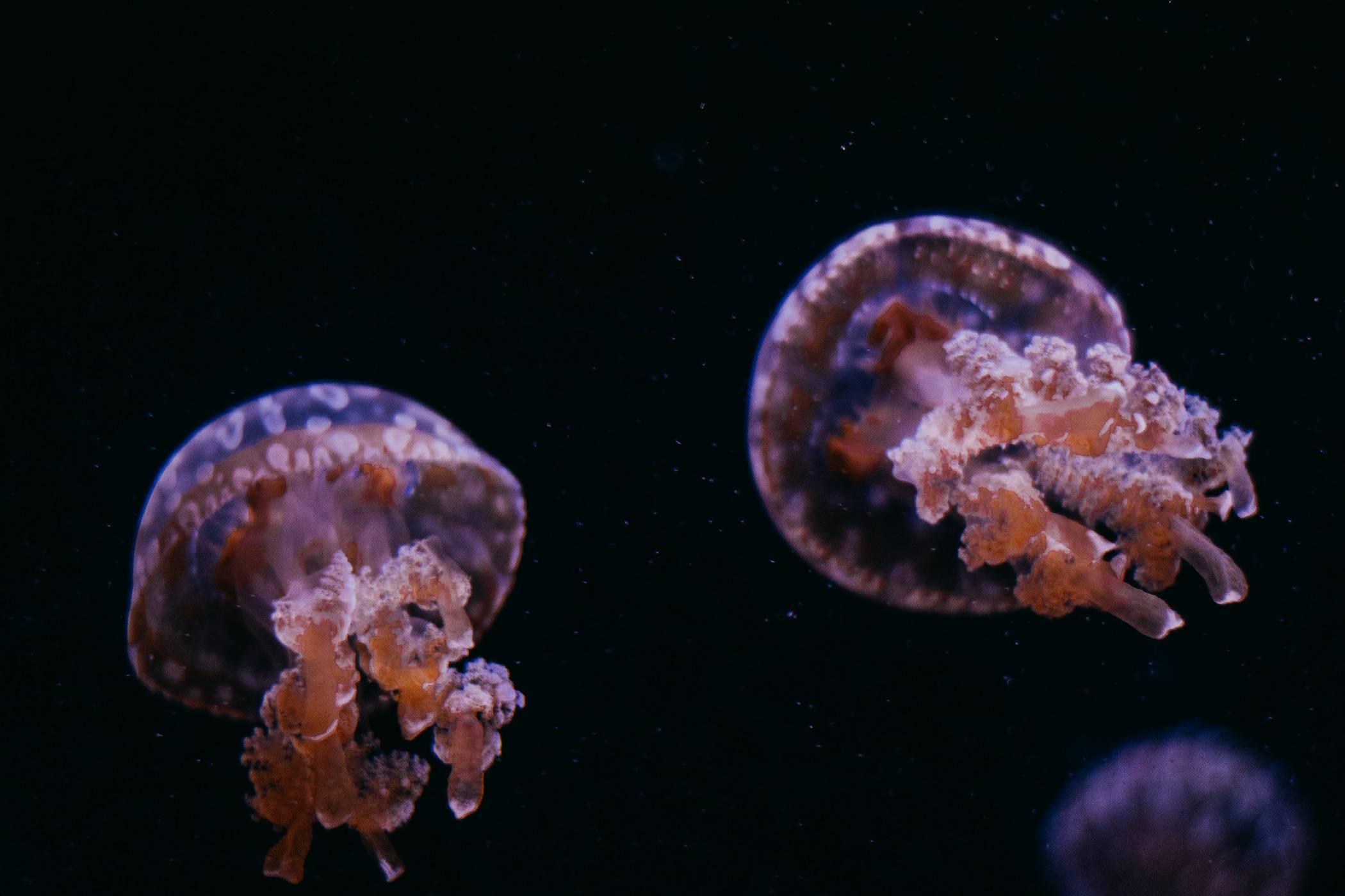 blue and white jellyfish on water
