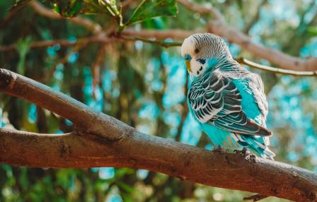 5 World‘s Vibrant Birds