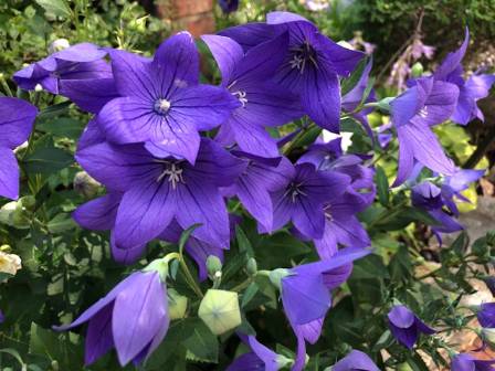Great Plants for Northern Gardens: Balloon Flower