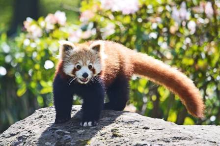 Is a Red Panda a Bear?