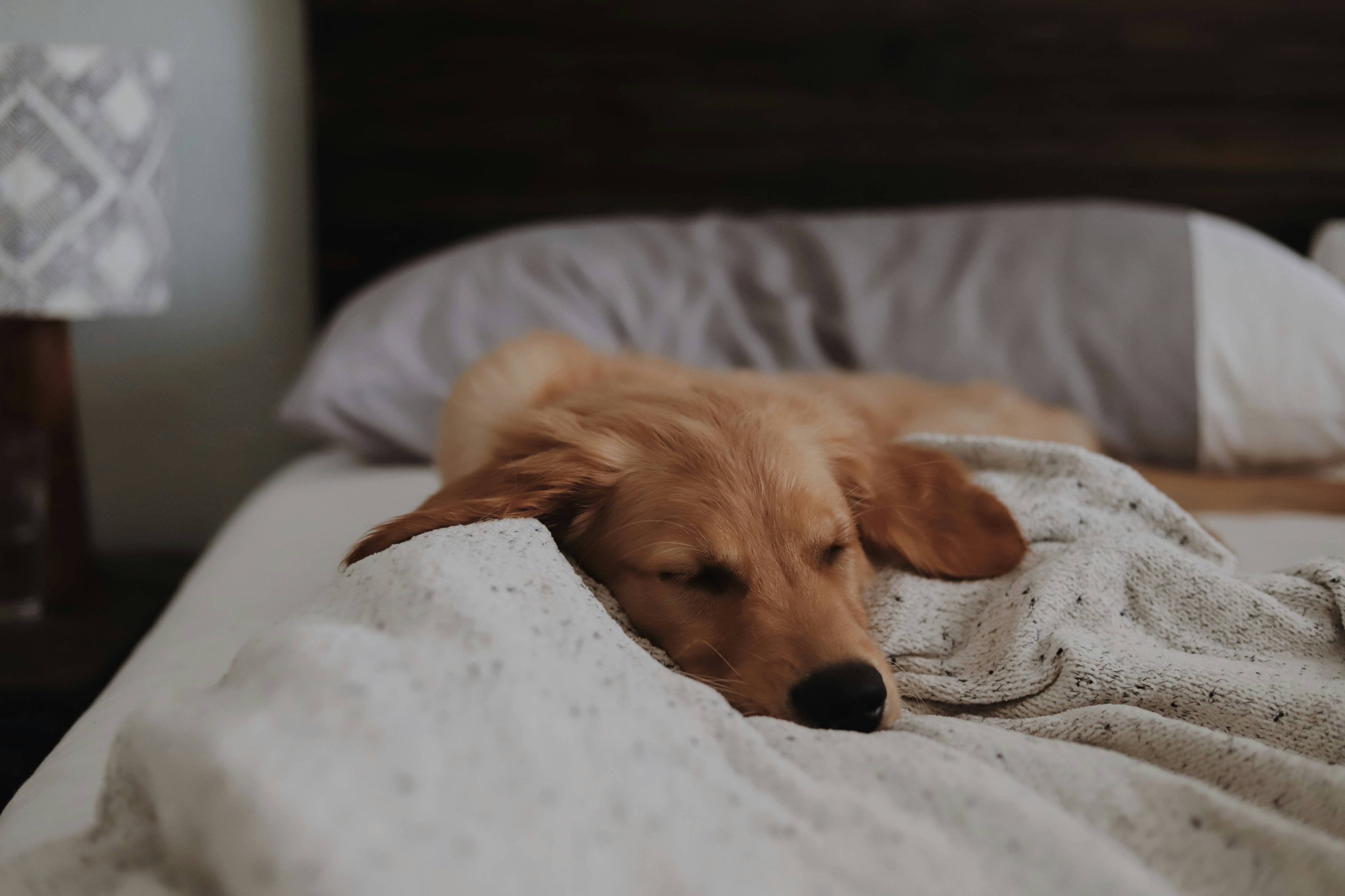 long-coated brown dog lying on bed
