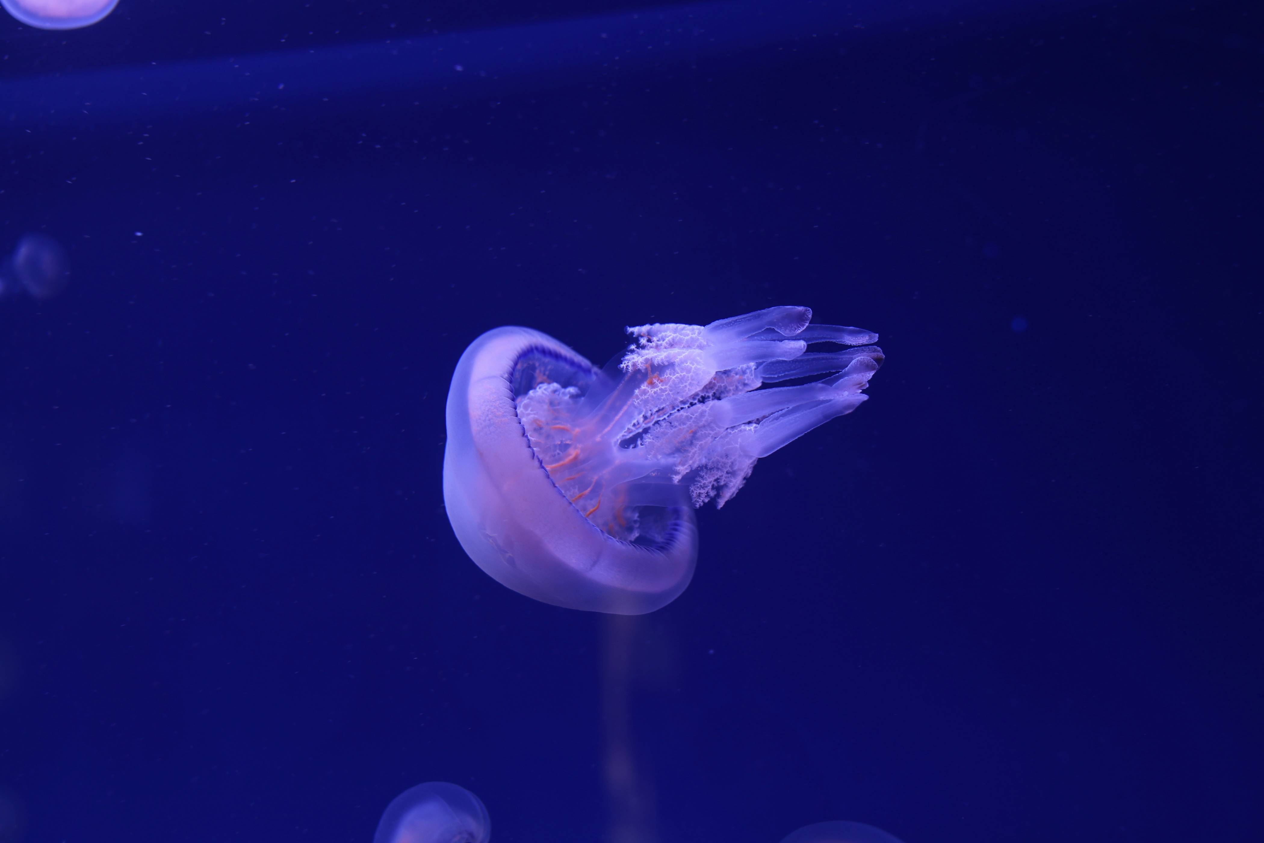 a jellyfish swimming in an aquarium tank