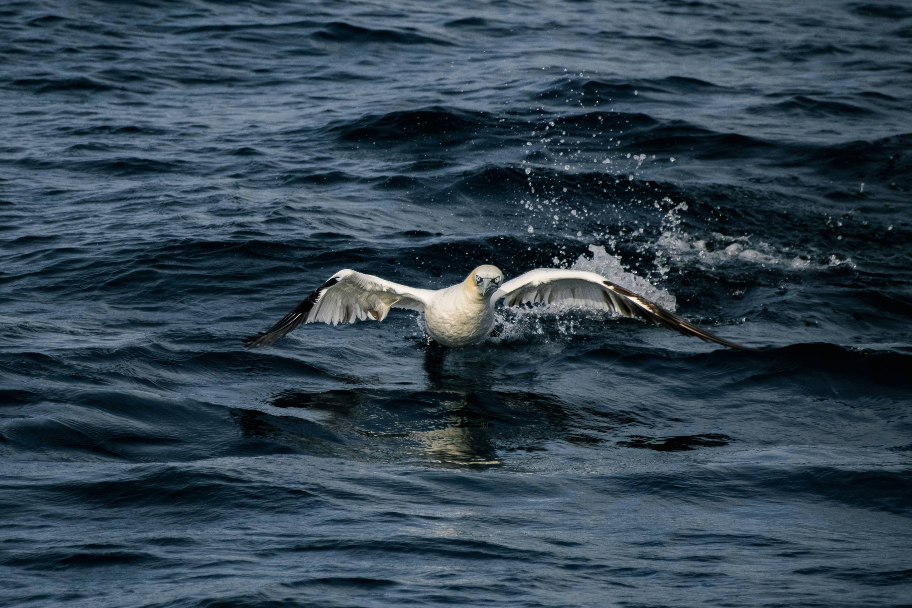 A seagull flying over the water with it's wings spread