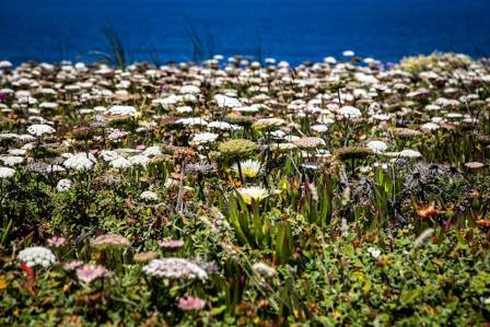 Top 5 Impressive Flower Fields in the World