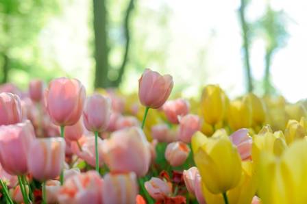 Fun Facts About Tulips