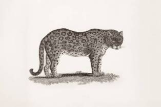 Original Snow Leopard Oil Painting