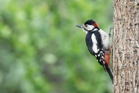 Everything To Know About Woodpeckers