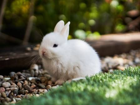 Understanding the Complex Nature of Rabbits