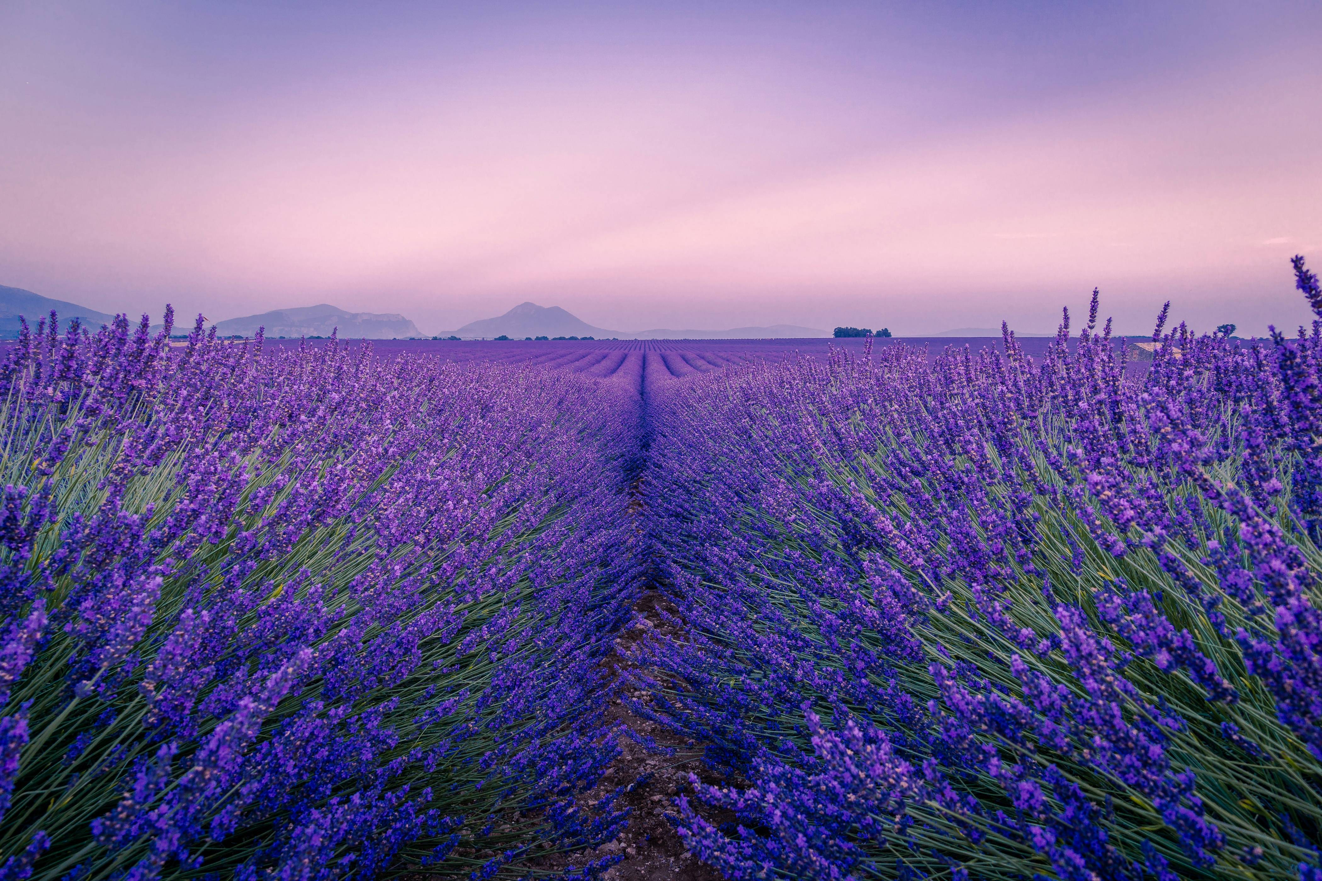 purple flower field under white sky during daytime