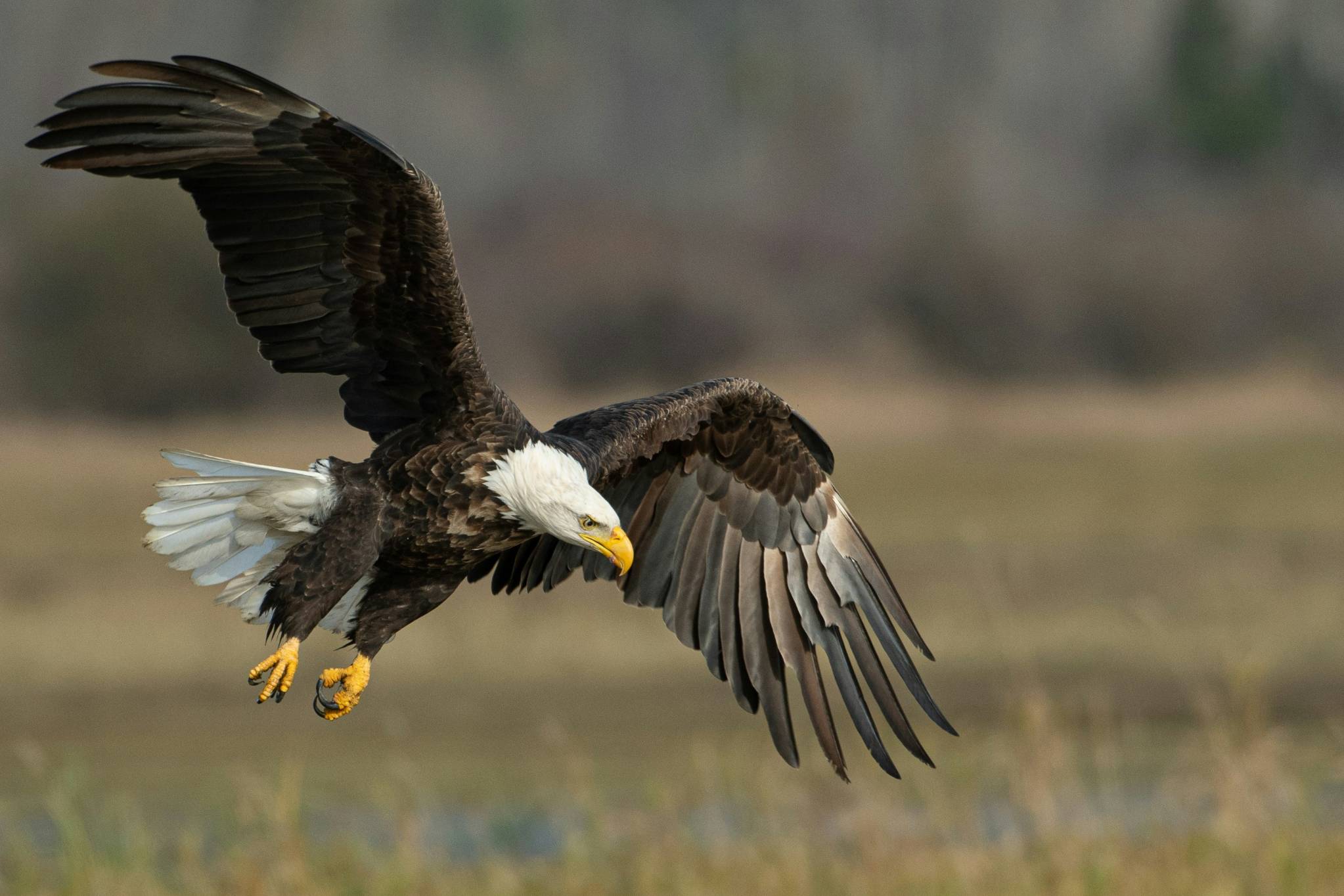 bald eagle above brown frield