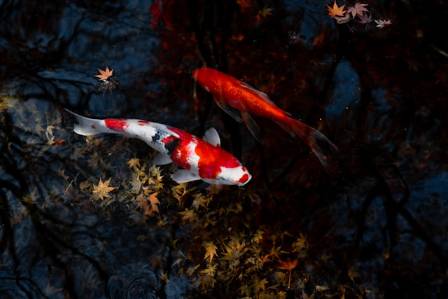 10 Captivating Insights Into the World of Koi Fish