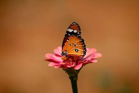 A Complete Guide to the Plain Tiger Butterfly (Danaus chrysippus)