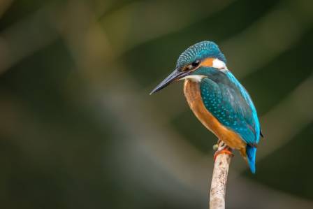 Belted Kingfisher