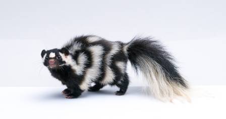 Living with wildlife: Skunks
