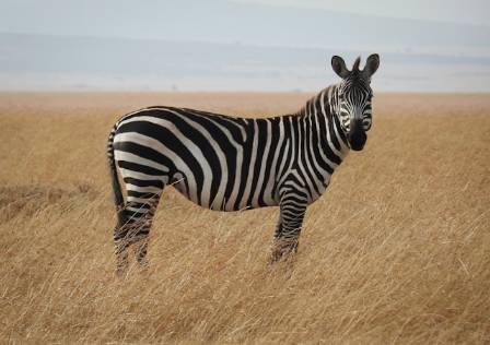 Are Zebras Black with White Stripes or White with Black Stripes?