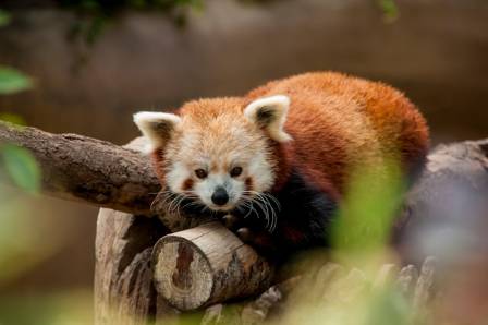 The Fascinating World Of The Red Panda And Its Unique Biology