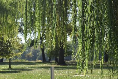 Willow Tree Identification: 6 Species