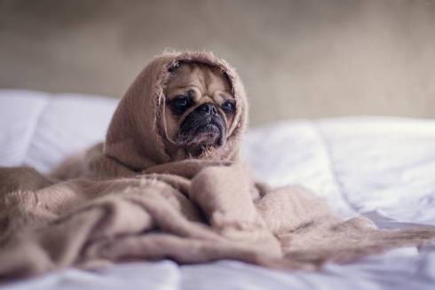 Understanding a Dog's Slumber: How Much Sleep Do They Need?