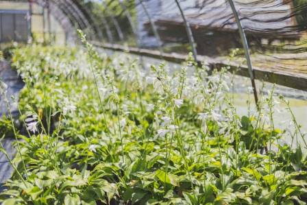 Hosta Plantaginea: A Shade Garden Favorite