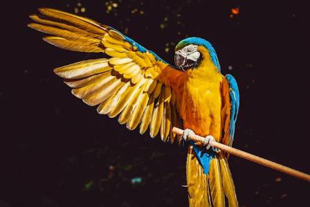 Best Talking Parrots for Beginners