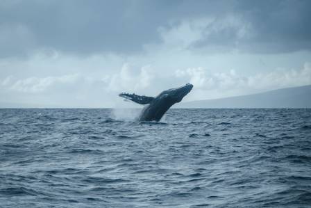 Ten Remarkable Insights Into the World of Whales