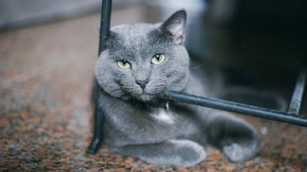 Russian Blue Cats Beautiful Low-Maintenance and Long-Lived What More Could You Ask For