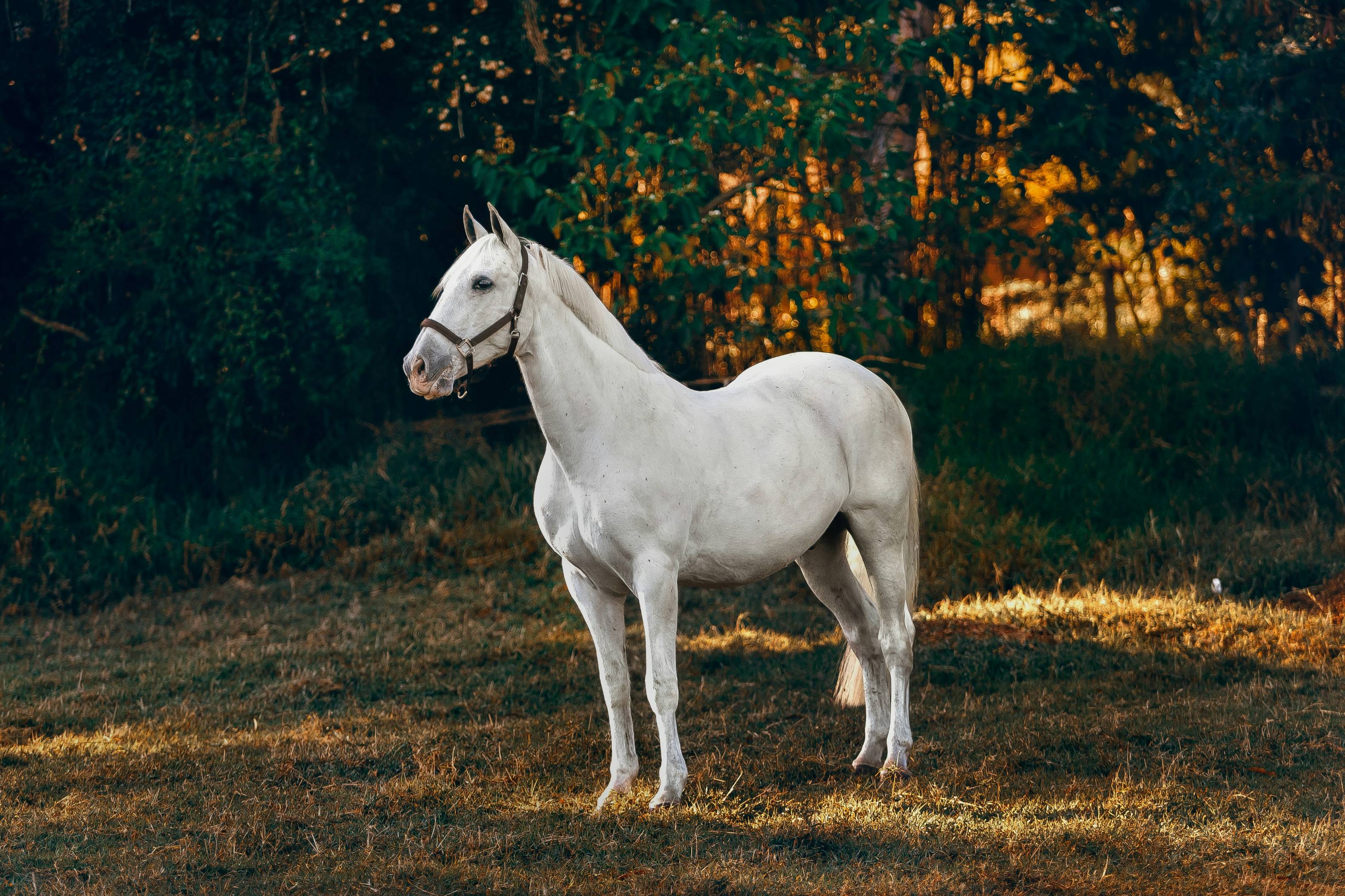 white horse on forest