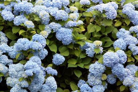 Hydrangea Growing Guide