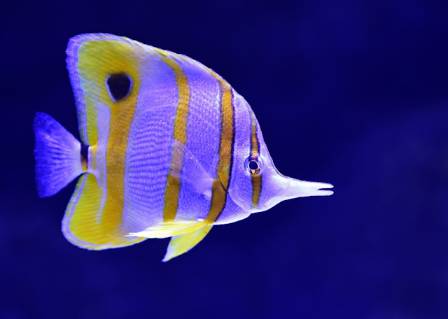 9 Fascinating Facts About Fish and Marine Creatures to Spread Far and Wide